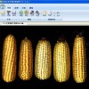 玉米考种系统简化玉米考种工作