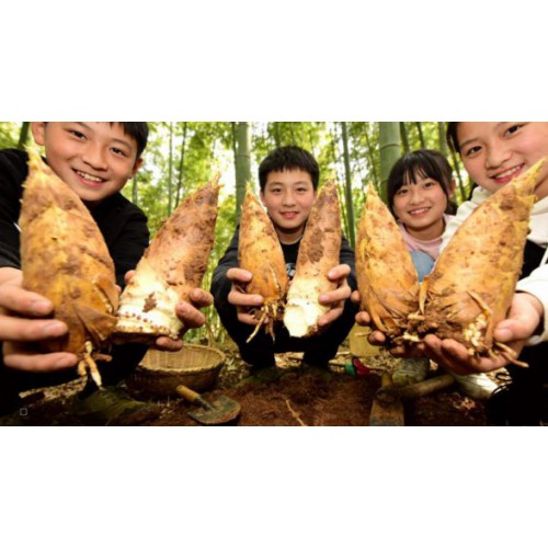 踏春招募中！苏州三六六社会实践：探秘皖南溶洞，体验挖笋野趣